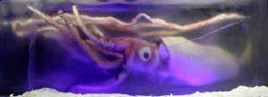 -giant_squid_melb_aquarium03.jpg