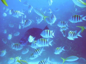 fishes_underwater.jpg