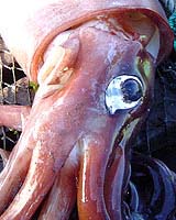 squid-bg.jpg